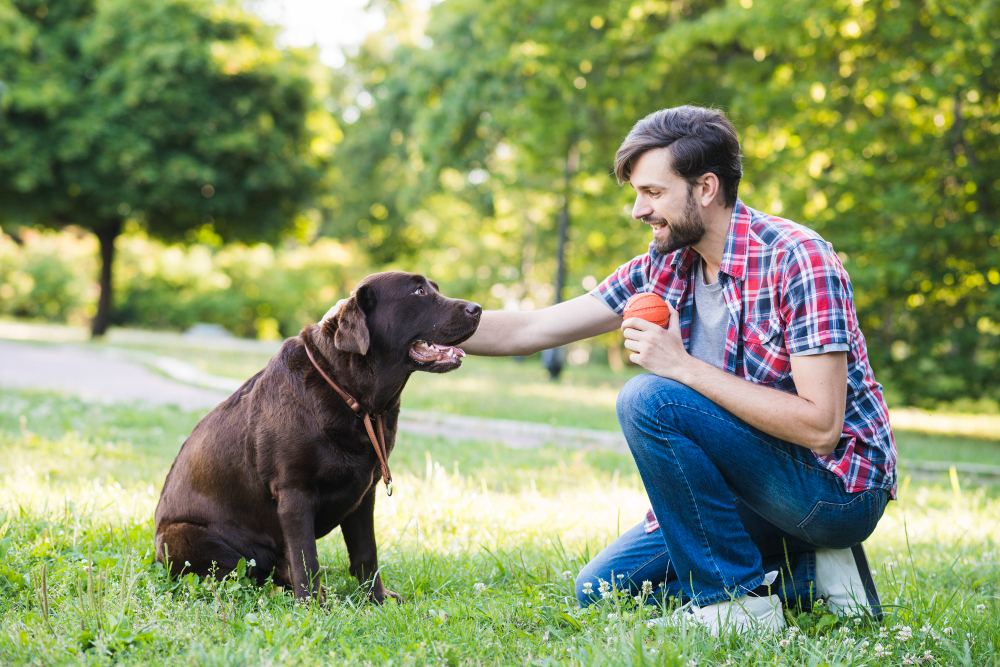 A man joyfully engages with his dog in the park, playing fetch with a ball, fostering a bond through play.