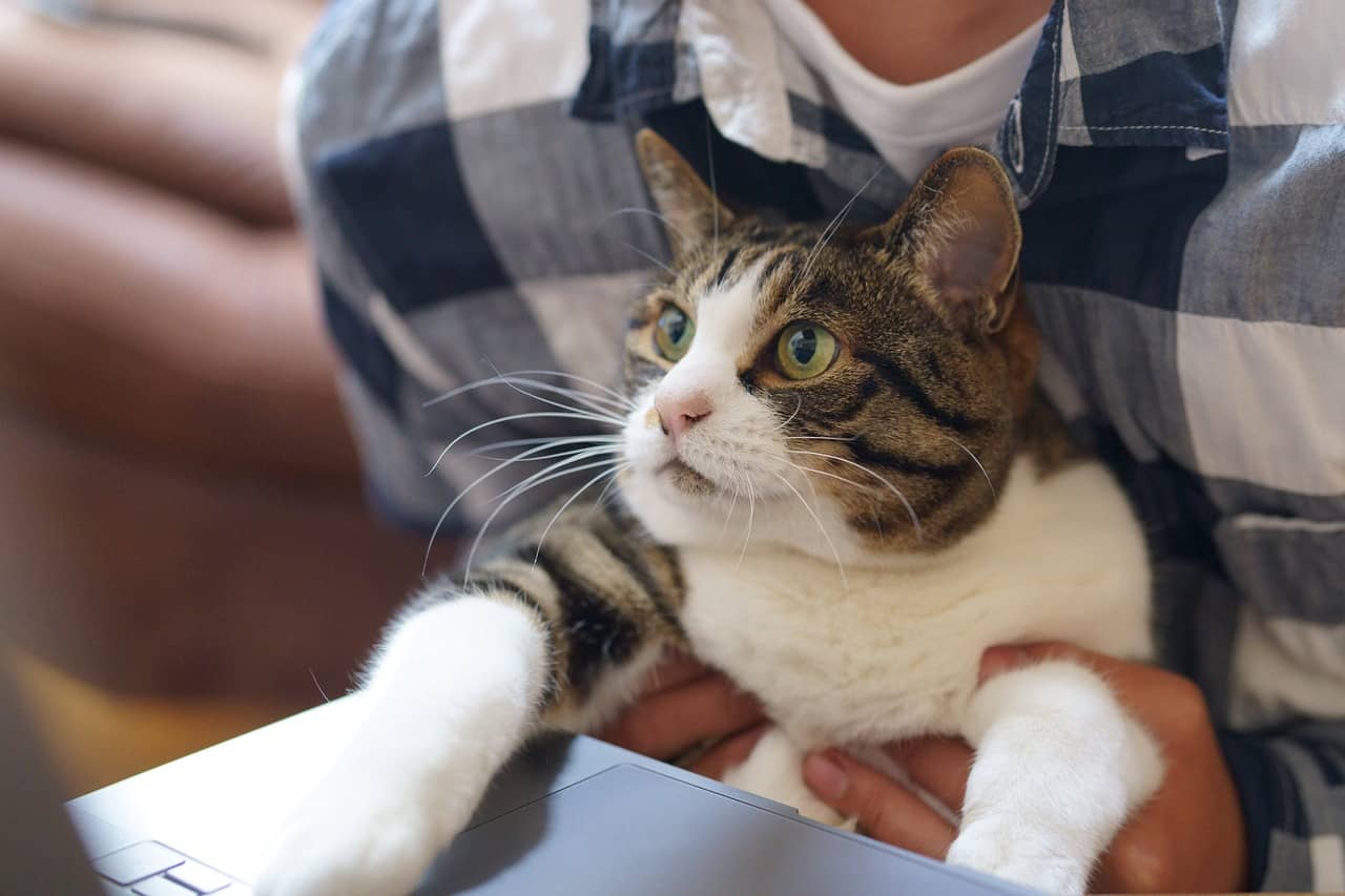 Cat watching the laptop screen, with its paws on the keyboard, while sitting on its owner's lap.