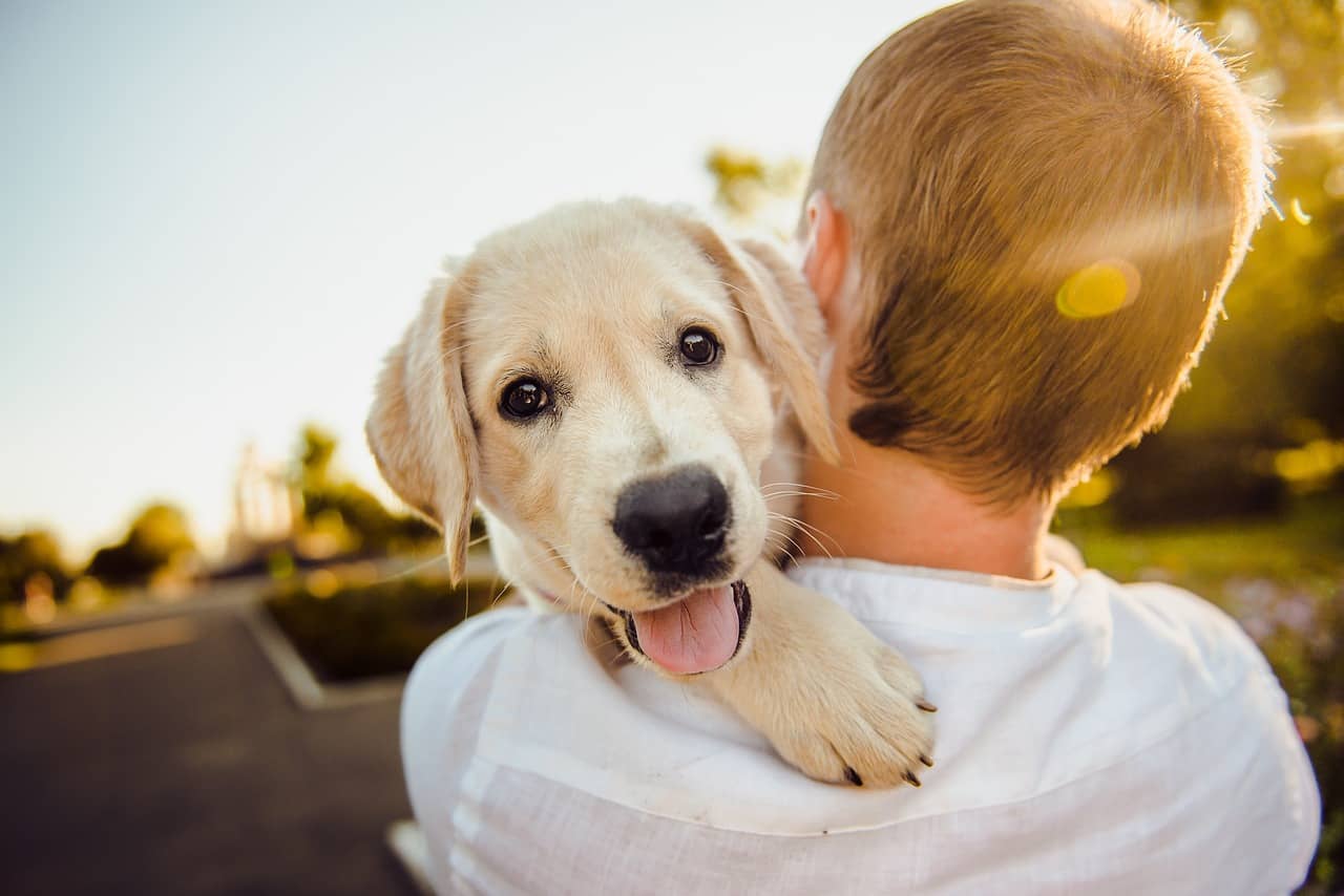 Happy dog perched on owner's shoulder outdoors, enjoying the sunshine and companionship