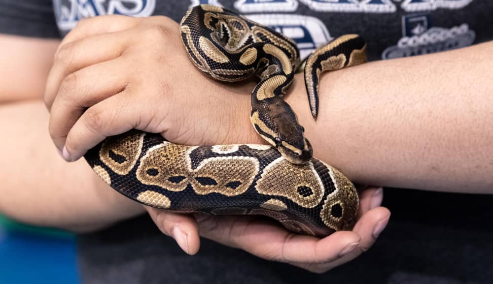 closeup person holding snake hands